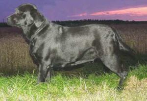 Bild vom Labrador