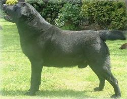 Bild vom Labrador