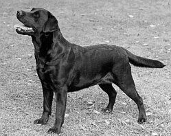 Bild vom Labrador